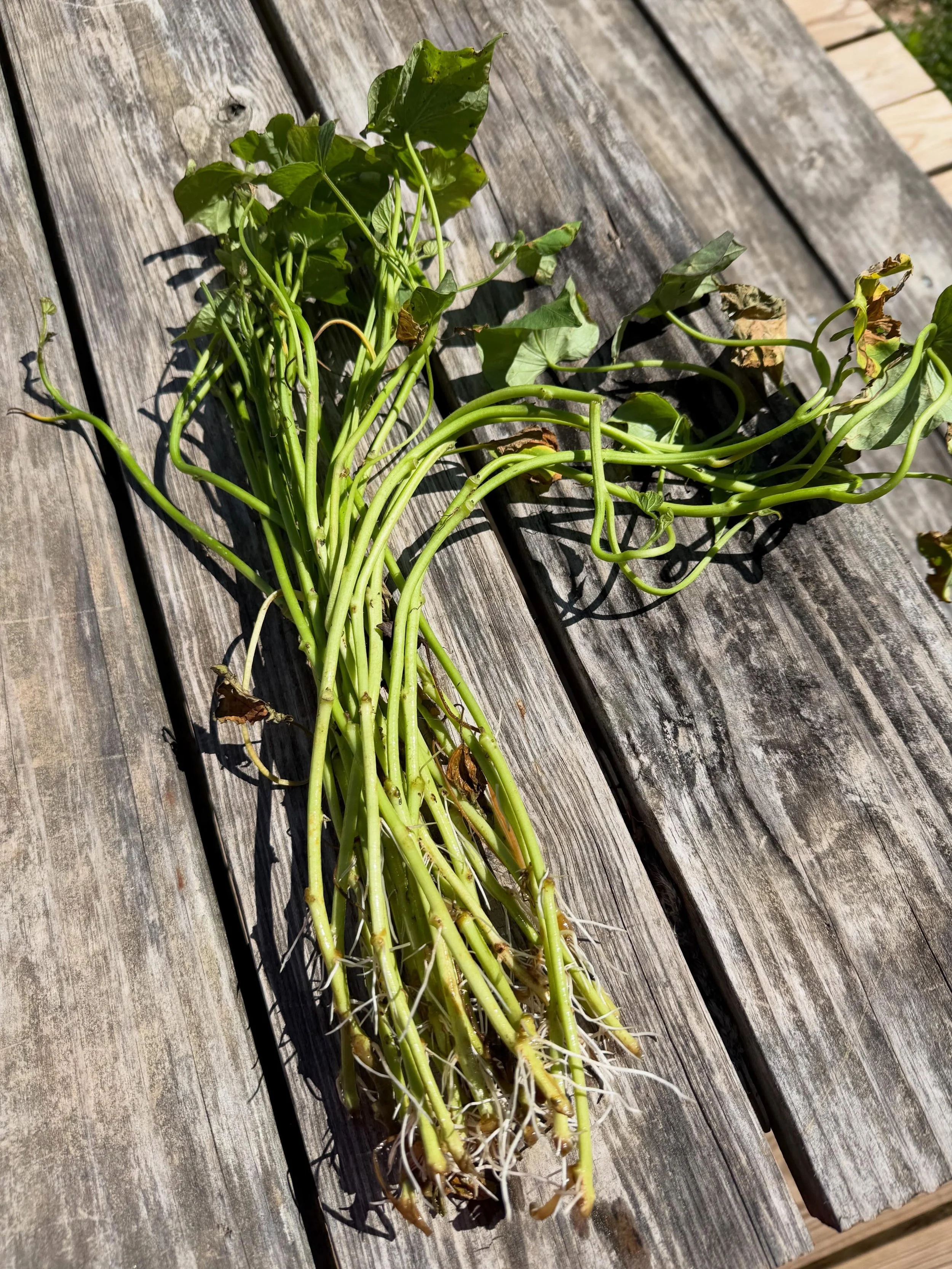 I have had much better luck with sweet potato slips when I soak them and let roots develop before planting. I think it&rsquo;ll be especially beneficial this year with the dry weather. Just make sure you change the water once it starts to get cloudy 