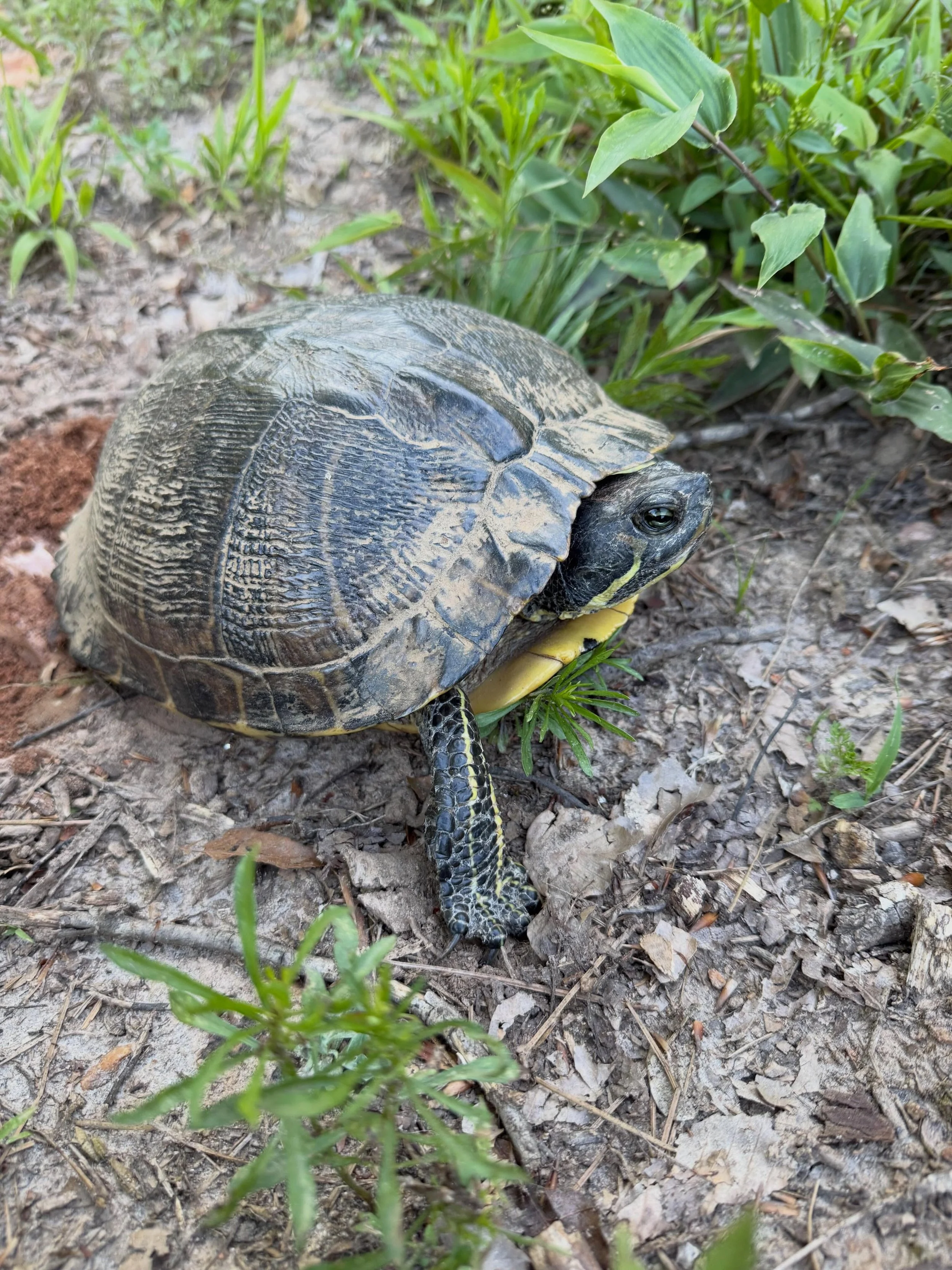 Things haven&rsquo;t been feeling very slow or simple lately and that&rsquo;s kinda the whole point. Taking a note from my little friend here and pausing to enjoy the summer a bit more fully. 

Less posting, less scrolling, less noise. 

Might pop in
