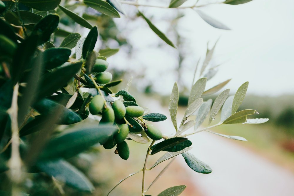 Krave Wellness Benefits of Drinking Olive Oil in the Morning. Helps improve cholesterol, improves longevity, helps regulate blood sugars, contains polyphenols, aids in weight loss, and improves digestion.