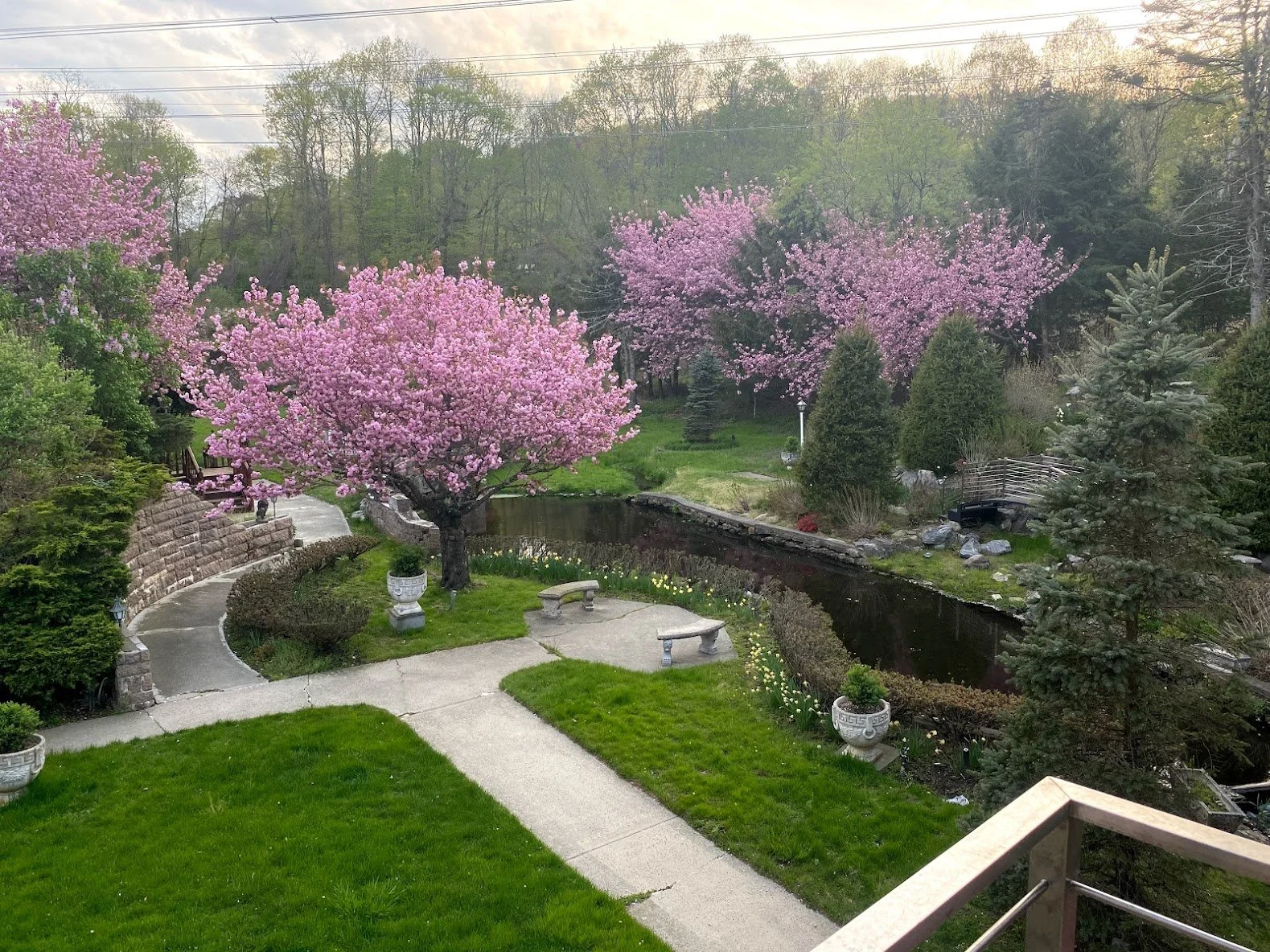 View of a backyard with pink blooming trees, a pond, stone benches, and green lawn surrounded by shrubs and trees.