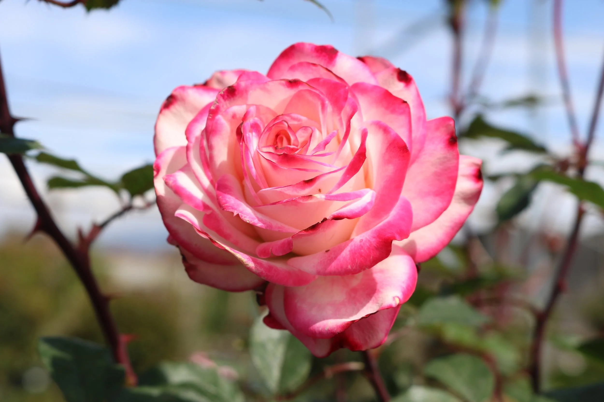 Candy Cane Cocktail Rose