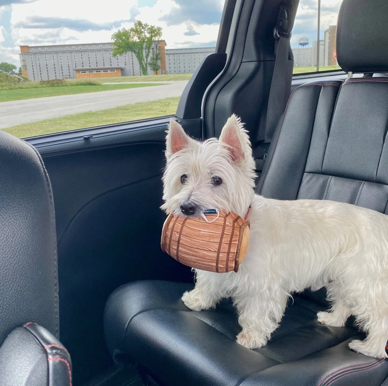 NEW PIC Cute Dog barrel toy.jpg