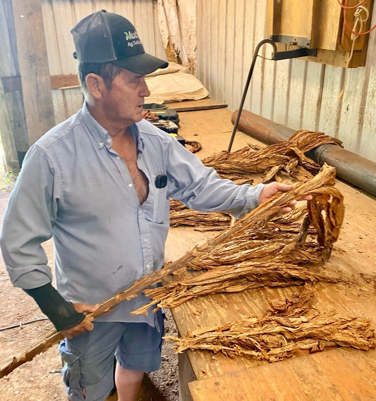 NEW PIC Stevens farm tobacco.jpg