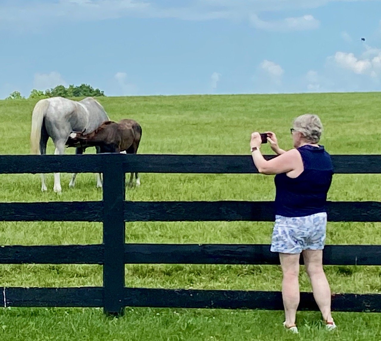 taking a picture of horses