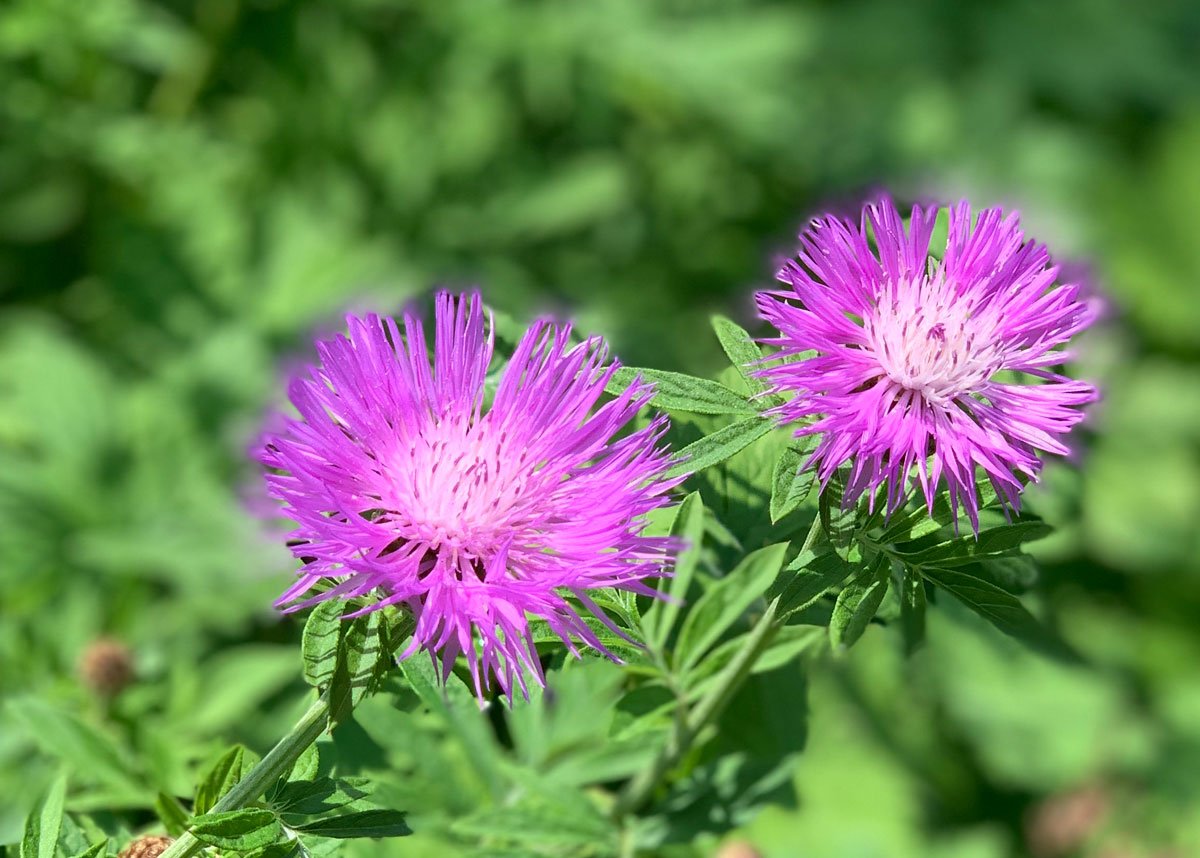 Centaurea Scabiosa Charlotte Rhoades