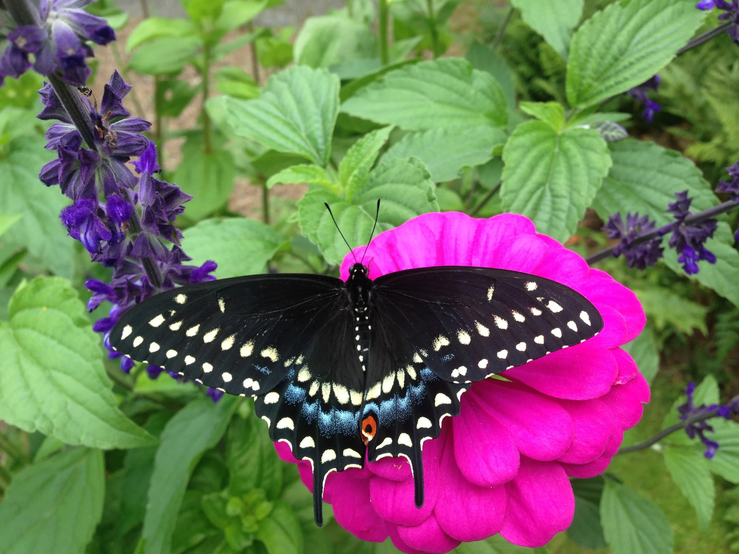 Black Swallowtail Butterfly on pink flower