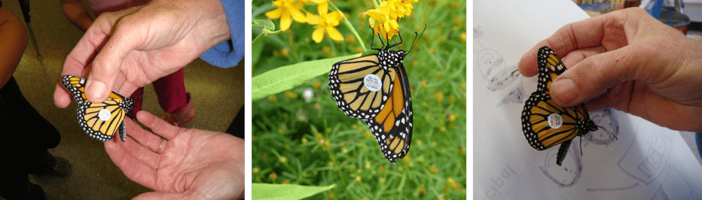 Tagging Monarchs — Charlotte Rhoades Park &amp; Butterfly Garden