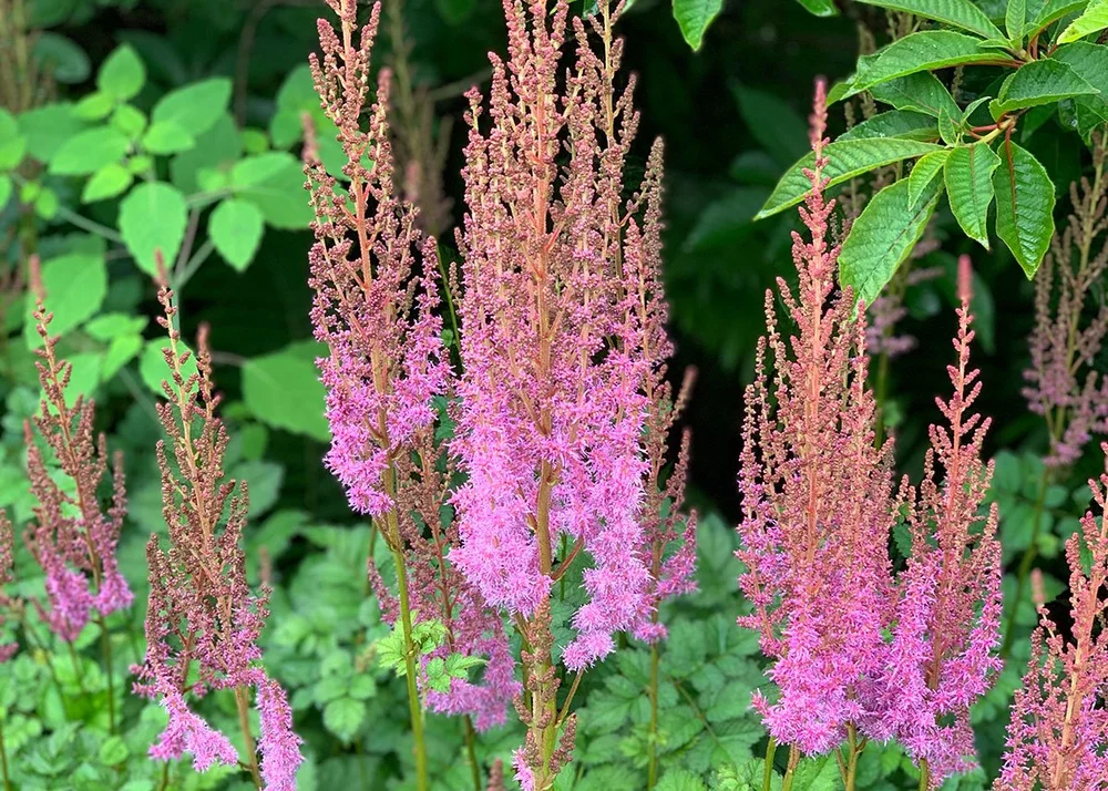 Astilbe chinensis var. taquetii 'Superba' — Charlotte Rhoades Park ...