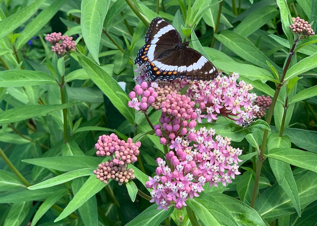 Asclepias incarnata — Charlotte Rhoades Park & Butterfly Garden