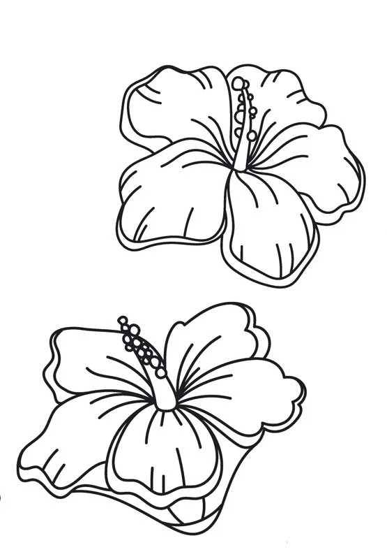Pencil Drawn Flowers