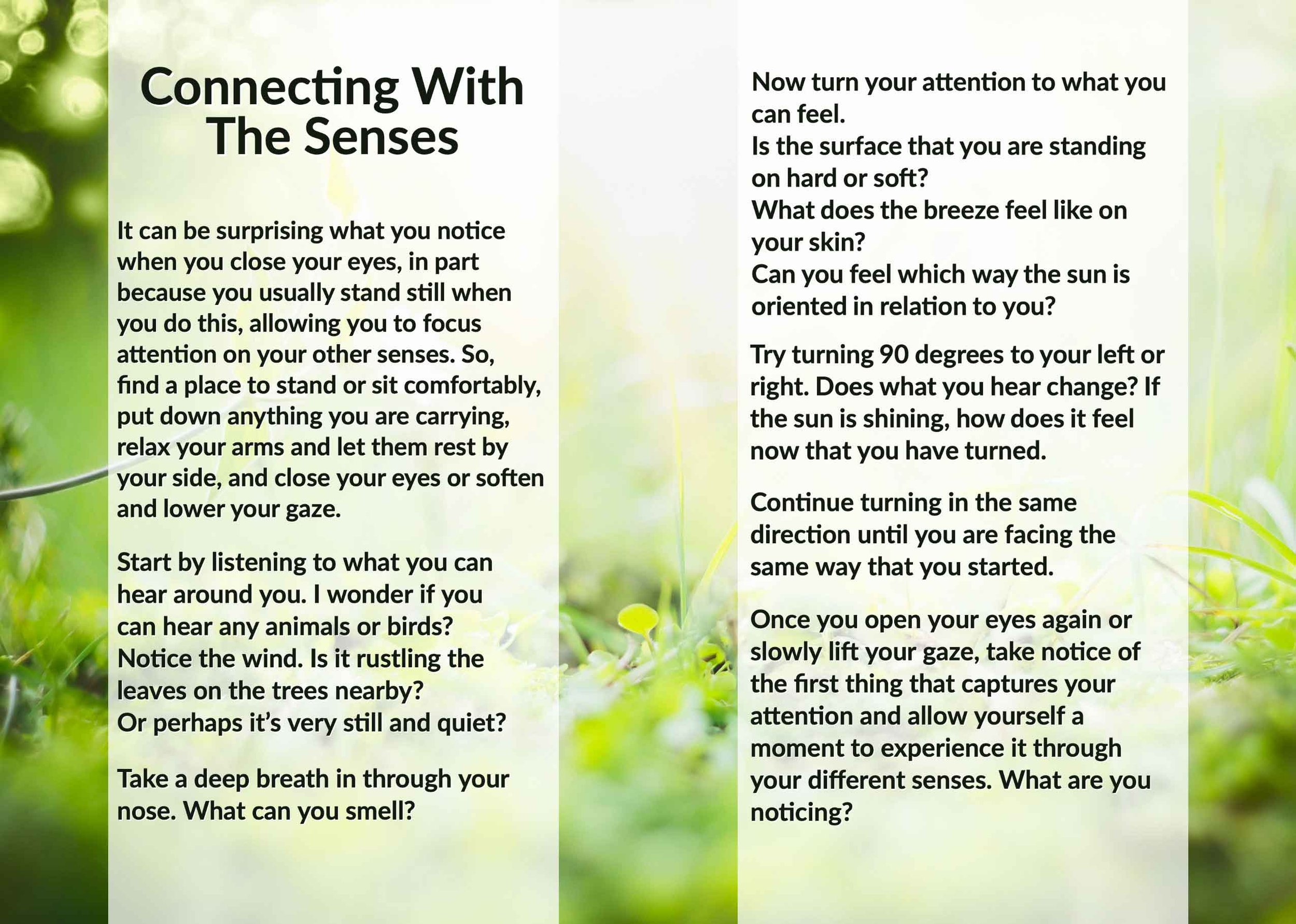 A Small Book of Forest Bathing Invitations — An Darach Forest Therapy