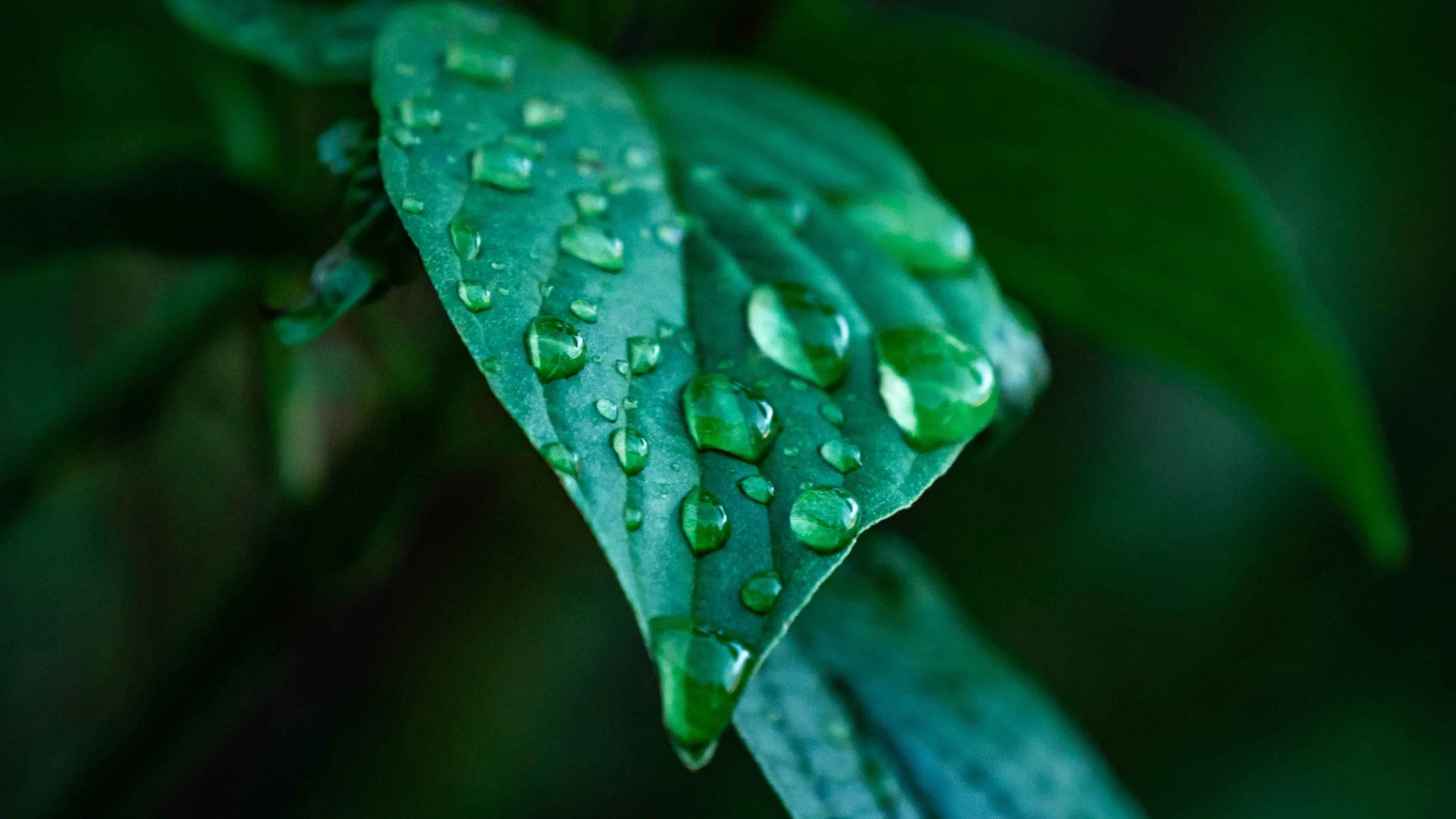 Petrichor The Smell of Rain — An Darach Forest Therapy