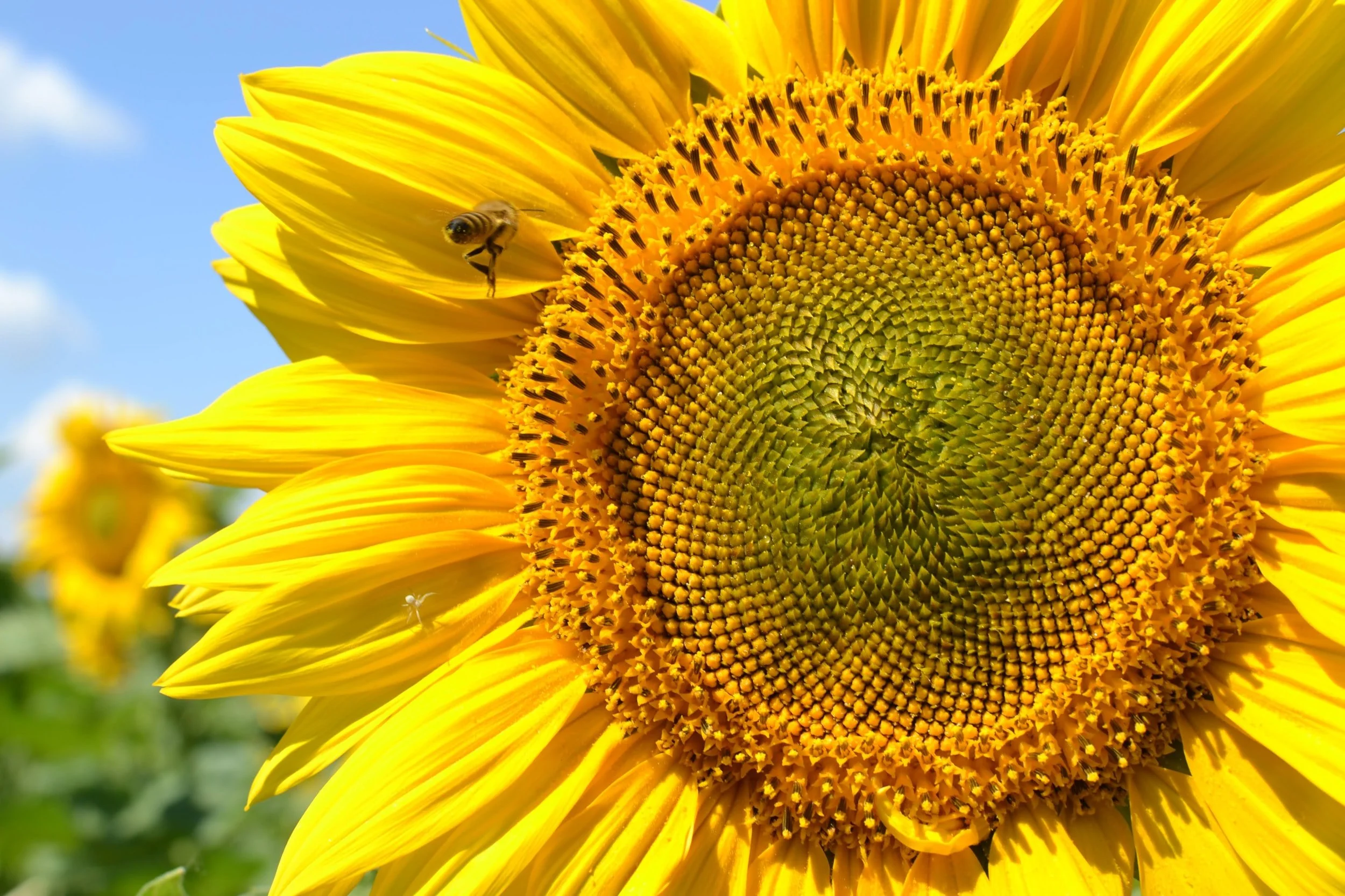 Sunflower Seed Head