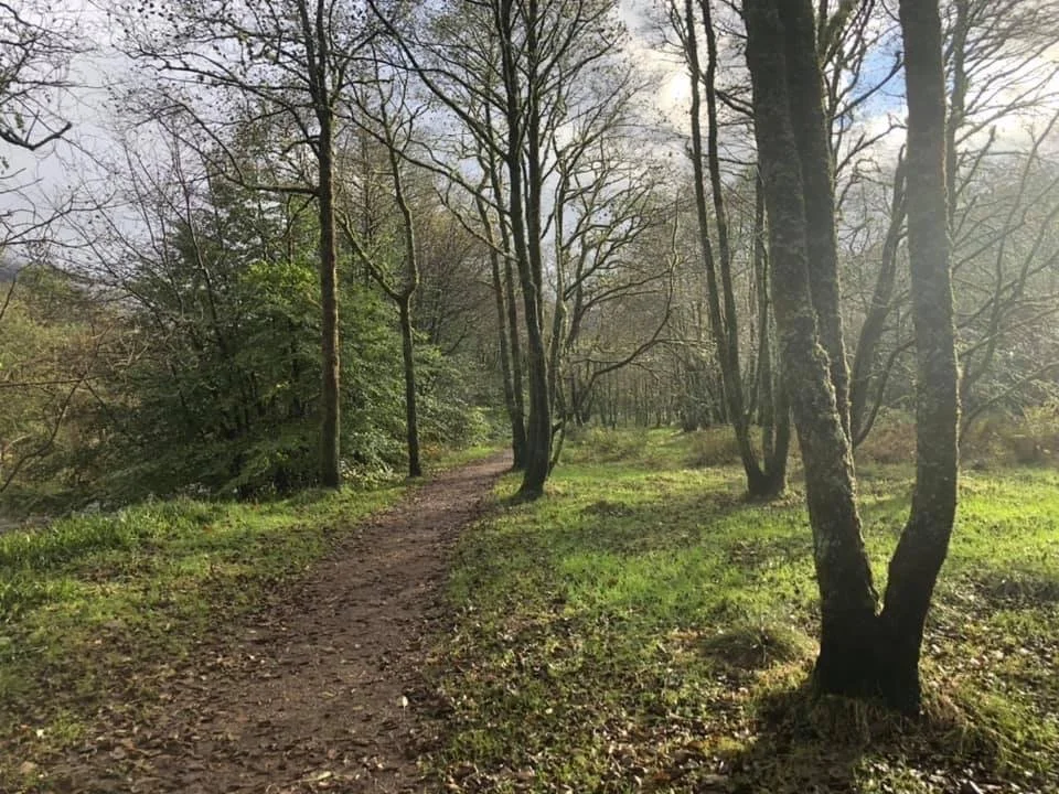Guided Forest Bathing and Nature-Connection Glen Nevis