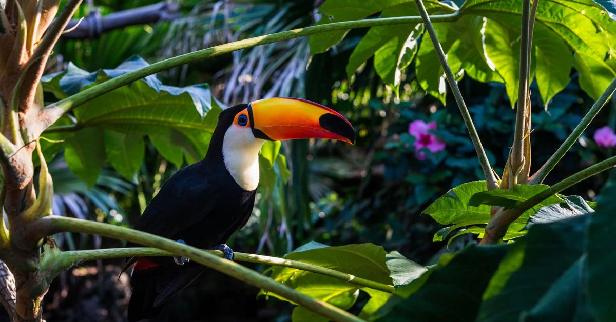 World Rainforest Day 2022
