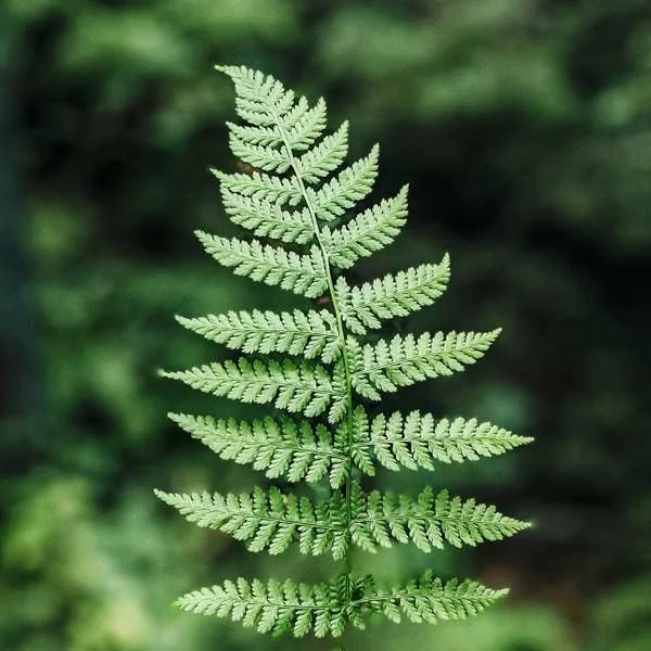 Fractal Patterns, Nature and Alpha Waves