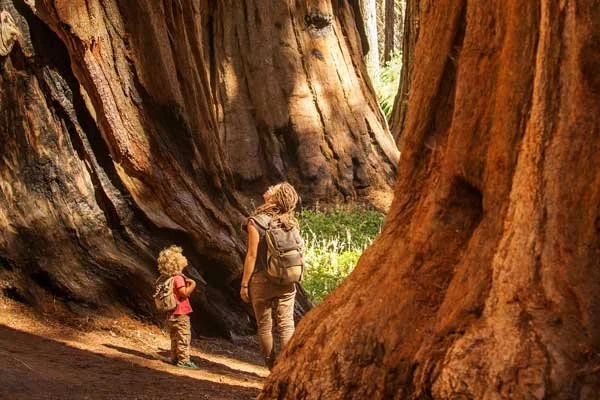 Awe and Wonder in Nature