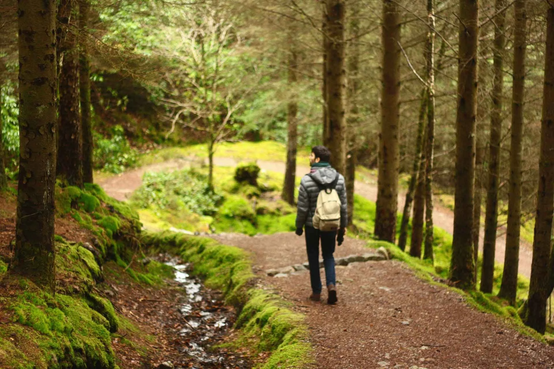 How to Take Yourself Forest Bathing