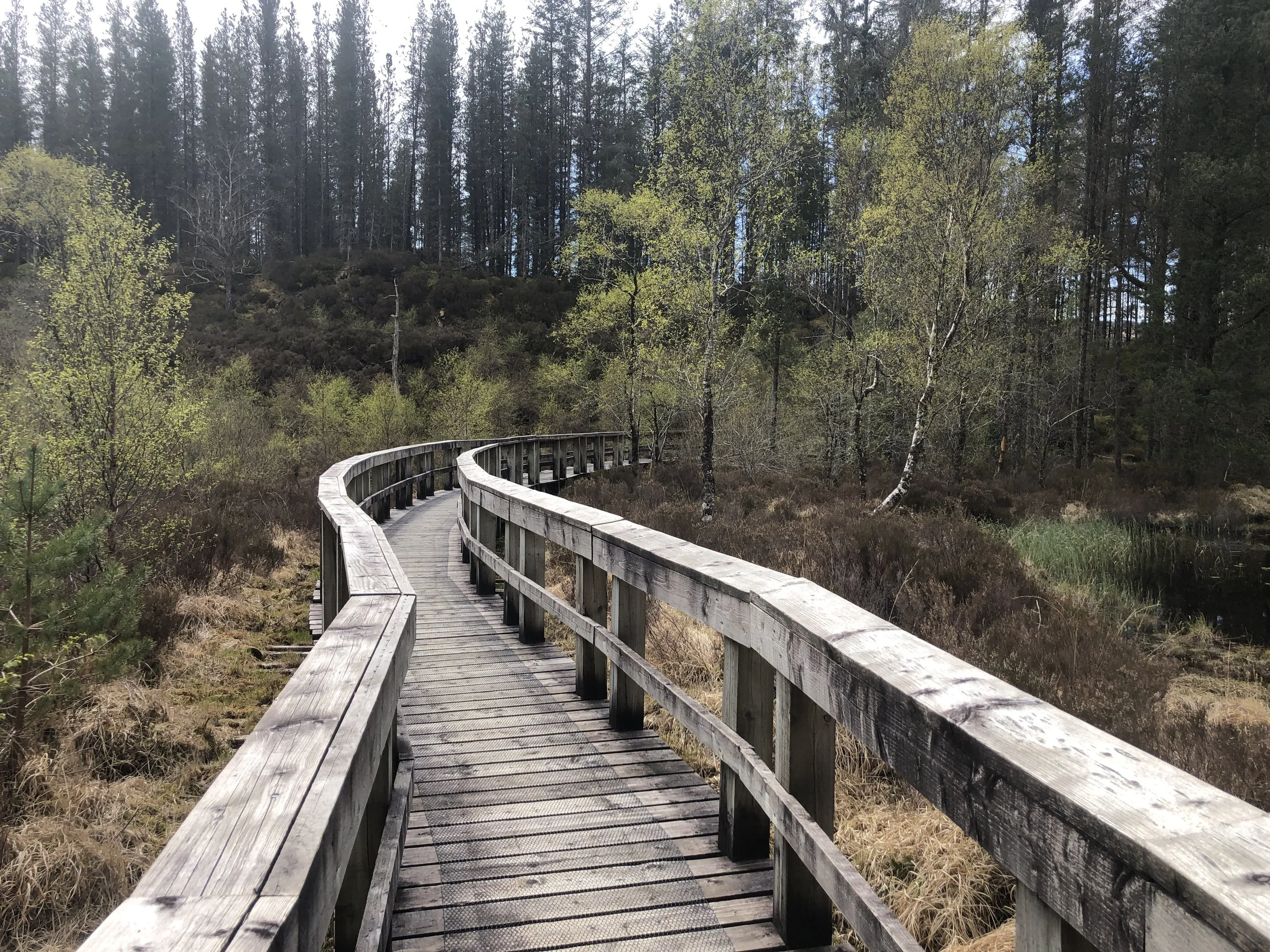 Guided Forest Bathing and Nature Connection Walk in Salen