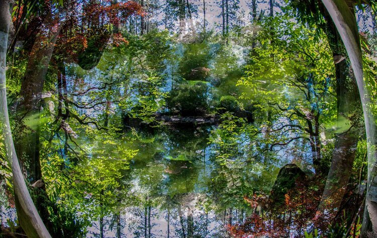 The Three-Circle Model in Forest Bathing