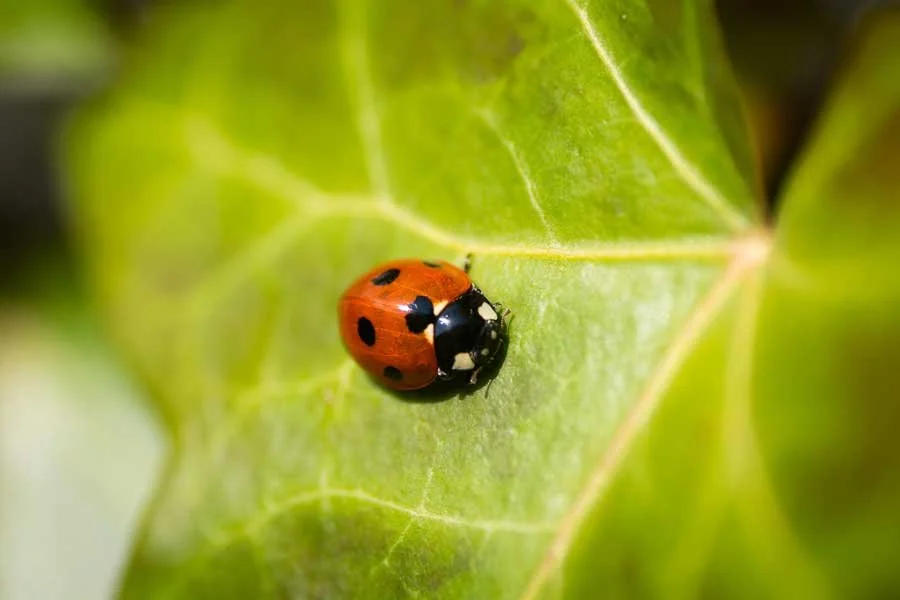 Close up of a ladybird
