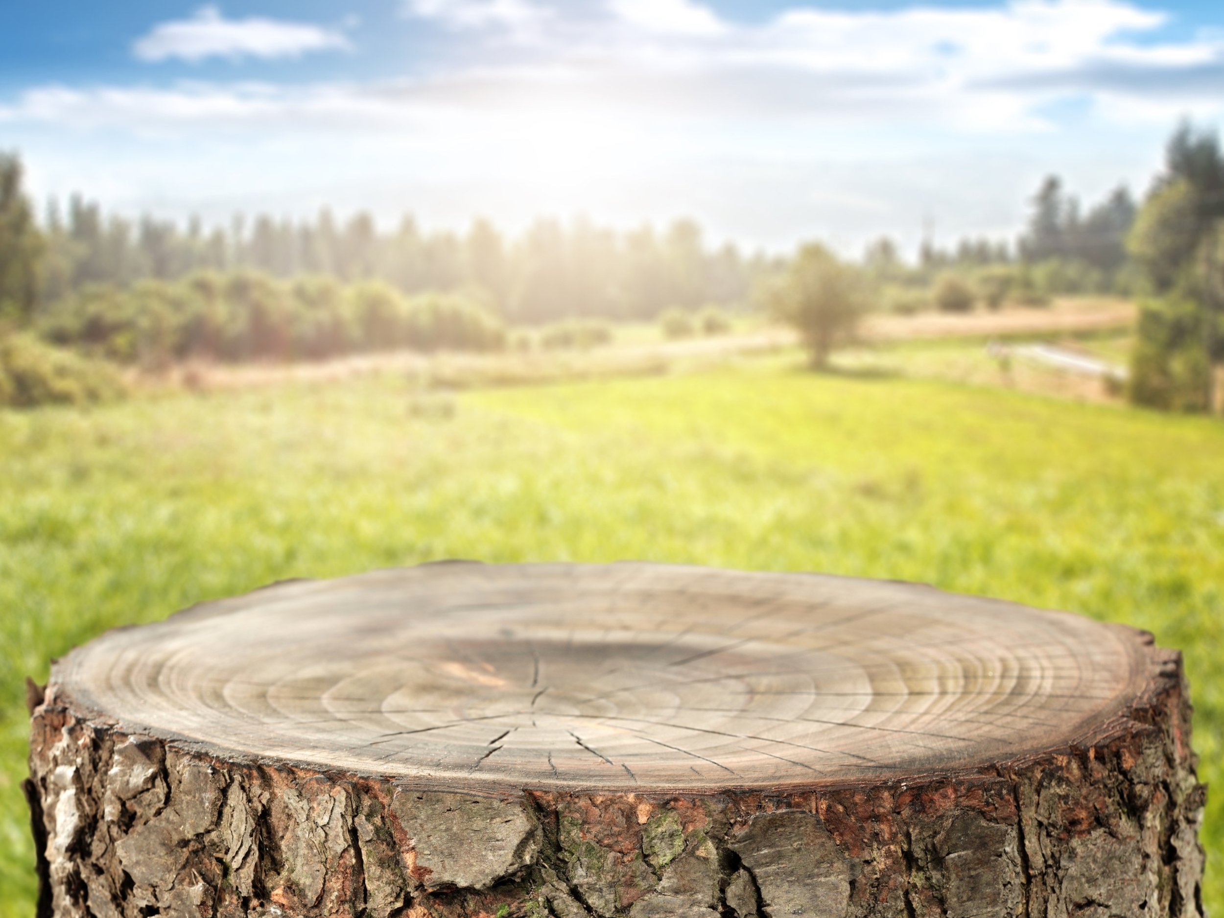 wood, log, annual rings, section, pattern, be most, tree, tree ring, plant,  bark | Pxfuel