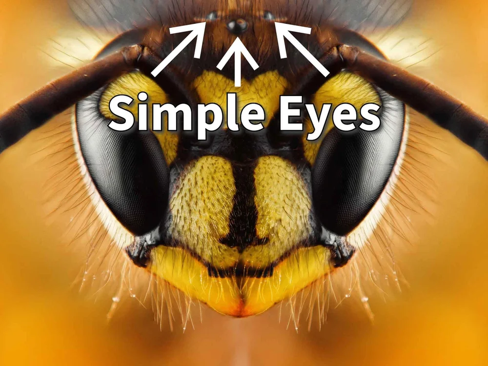 How Bird Eyes Work: Unveiling Nature's Visual Mastery