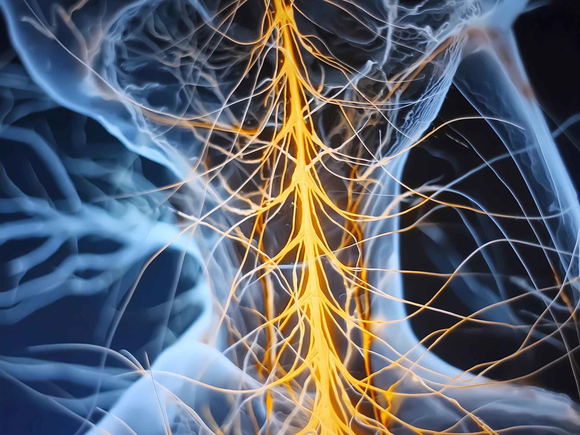 Vagus Nerve Tone and Parasympathetic Balance