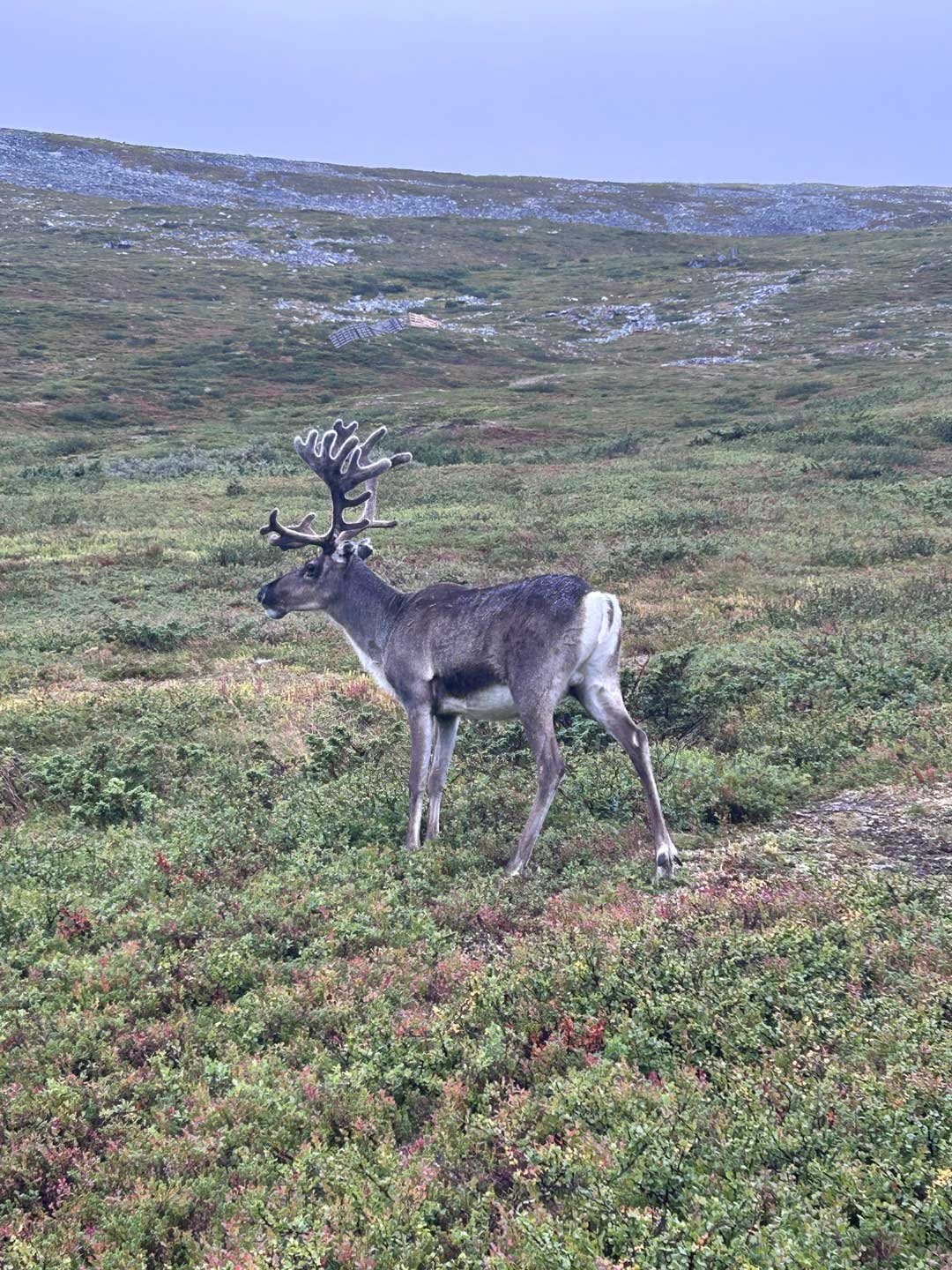 boreal9.jpg