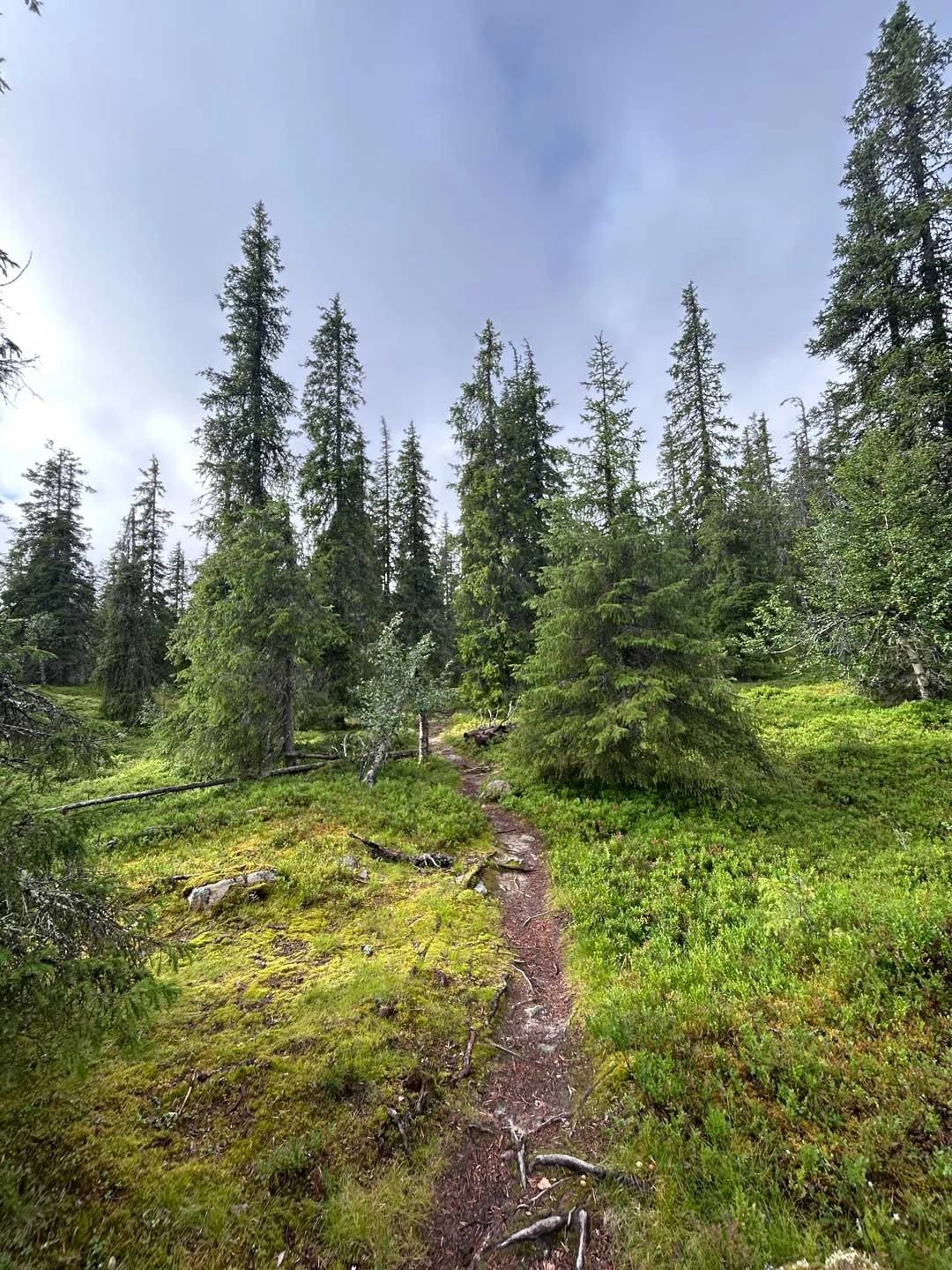 boreal7.jpg