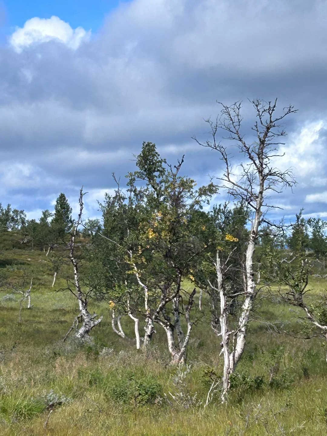 boreal10.jpg