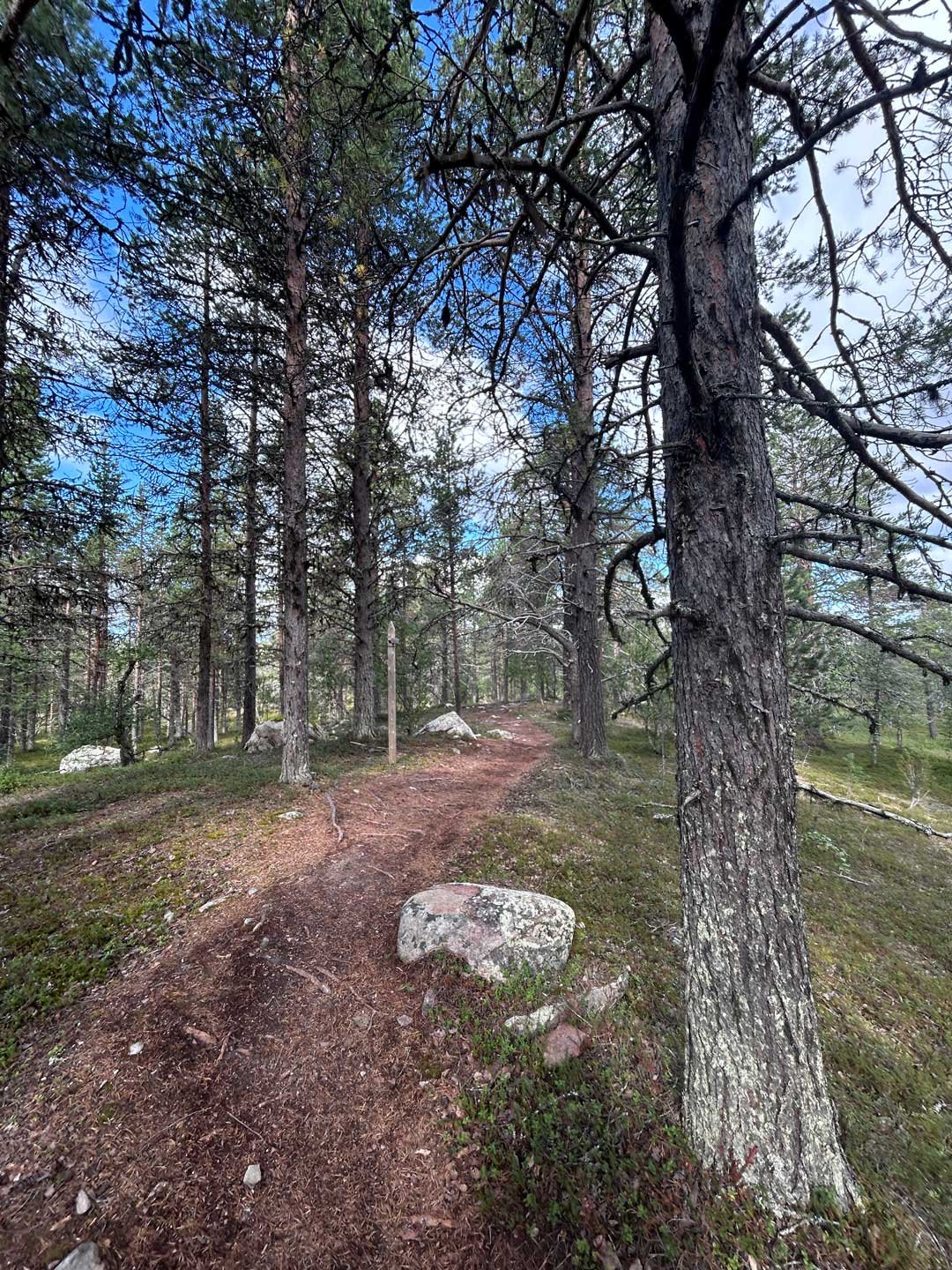 boreal8.jpg