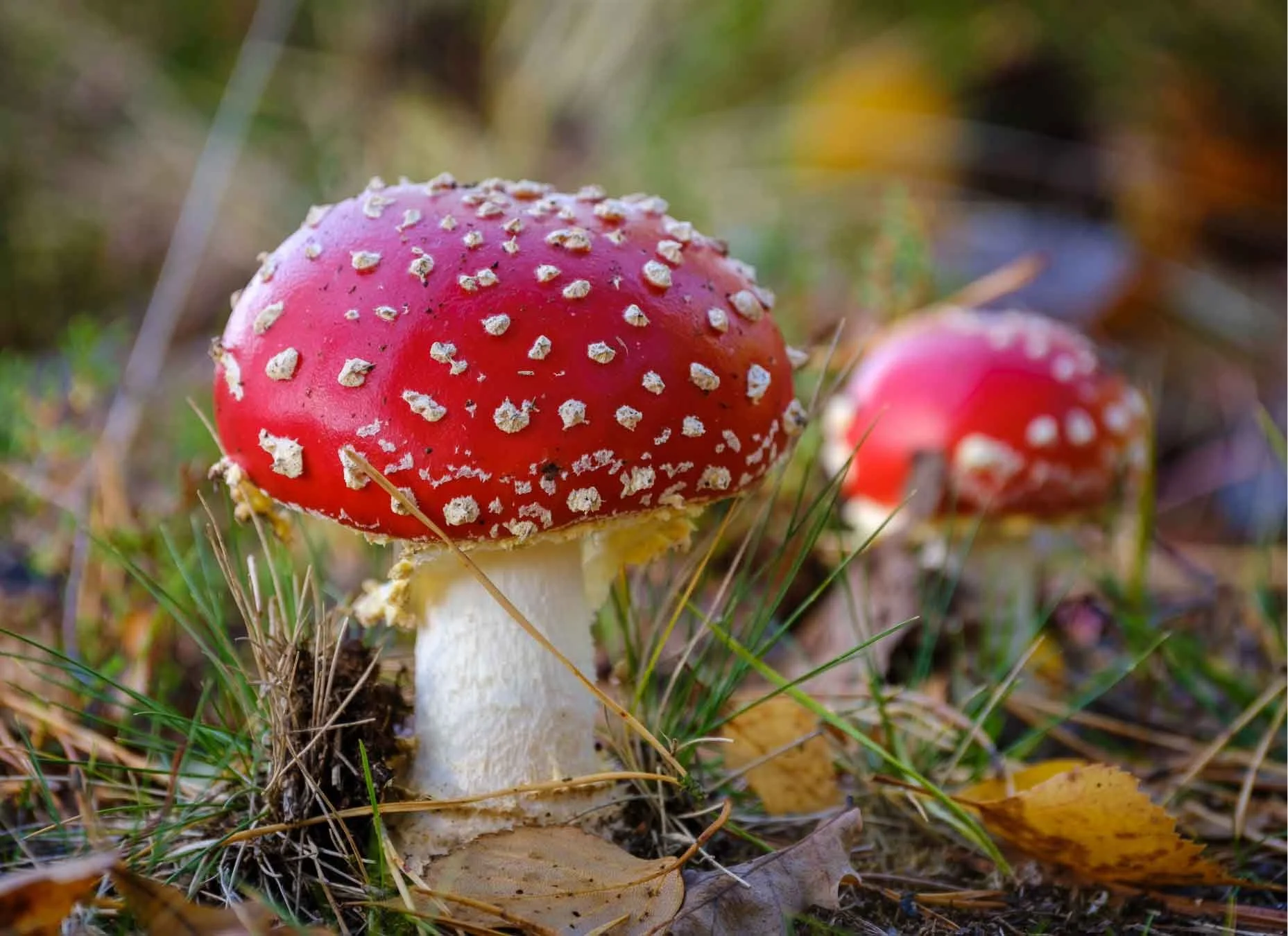 The Symbiotic Relationship Between Birch Trees and Fly Agaric Mushrooms
