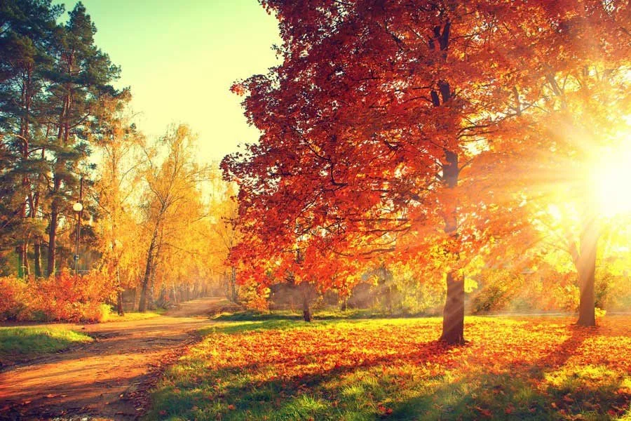 Autumn Leaves