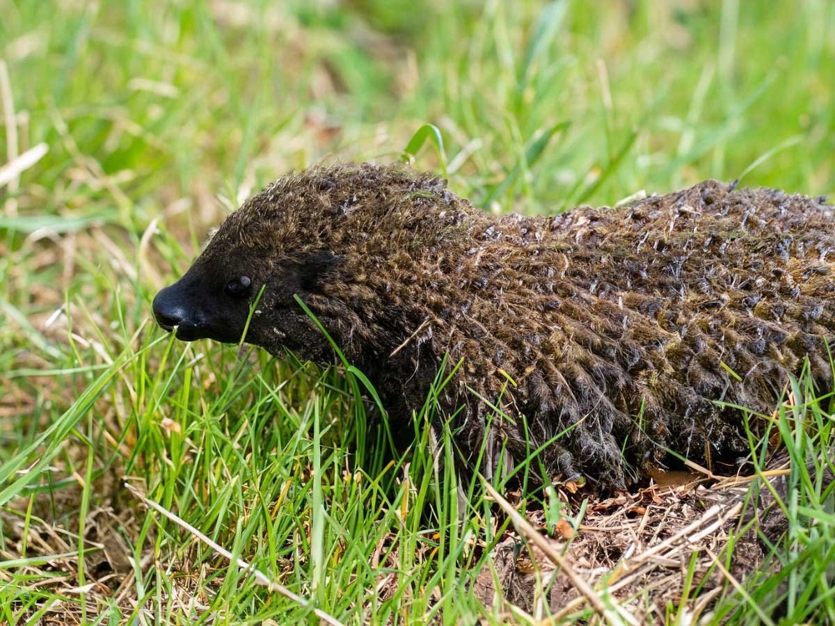 A picture of a Highland Haggis