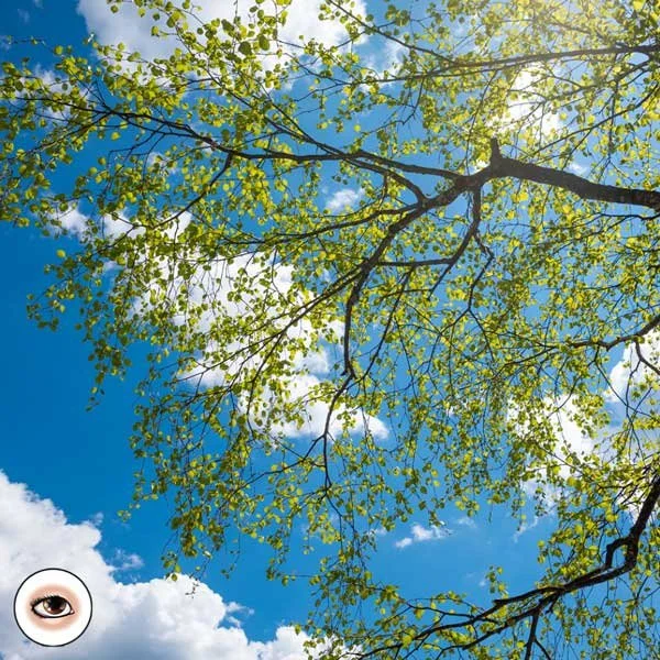 A View of Clouds Through Tree Branches