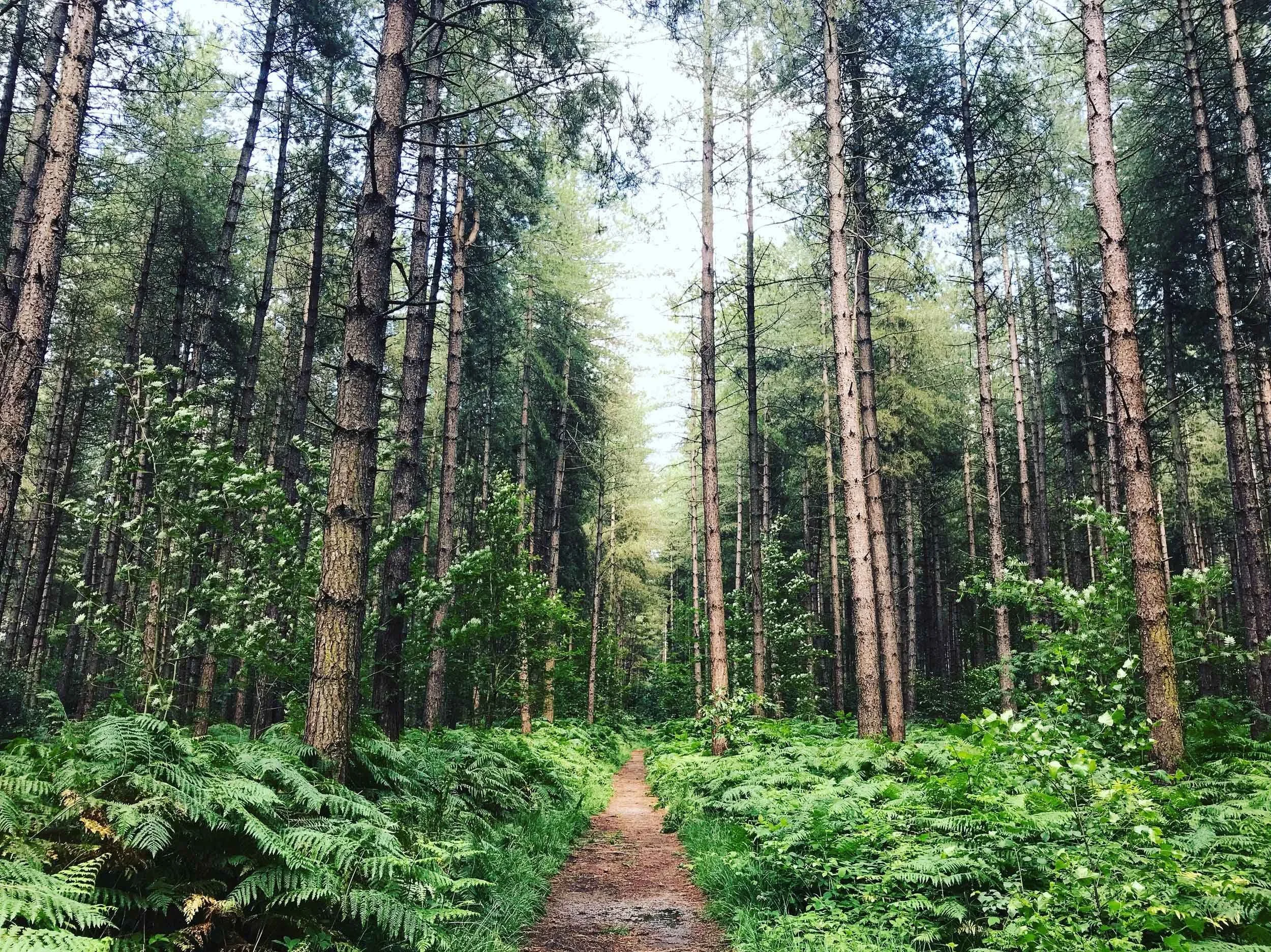 Path Through Trees