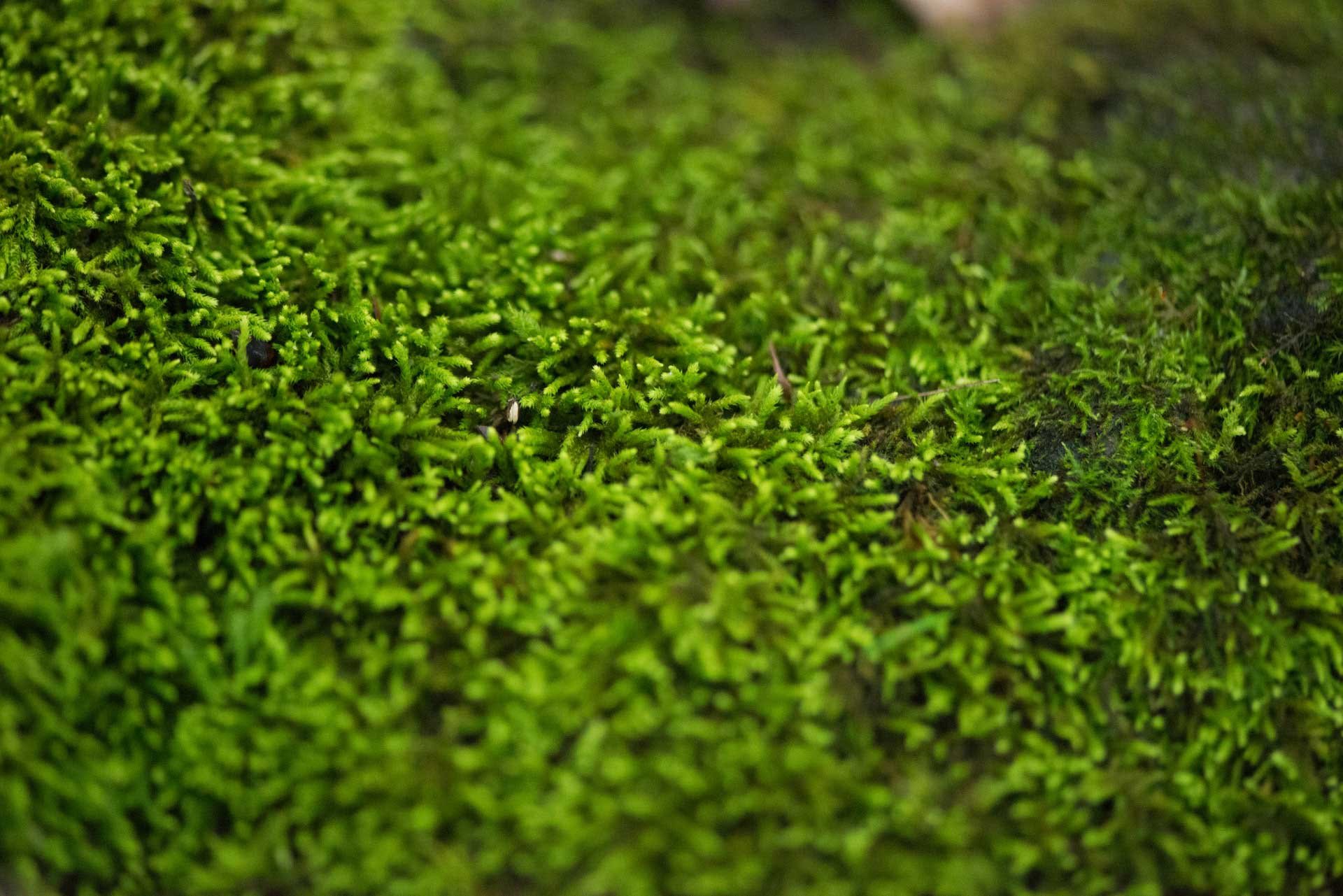How moss makes better soil and helps combat climate change
