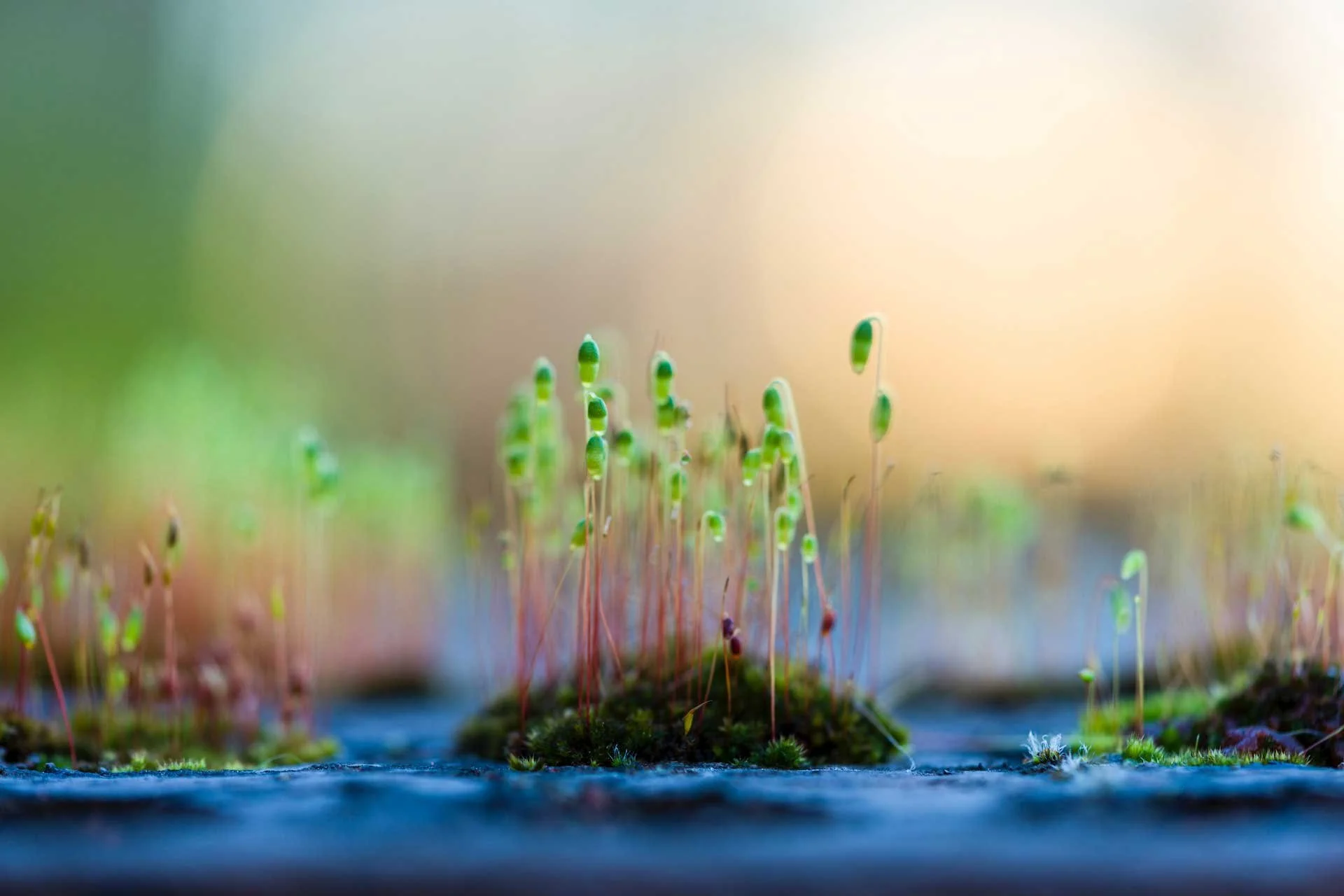 Sporophyte and Sporangia