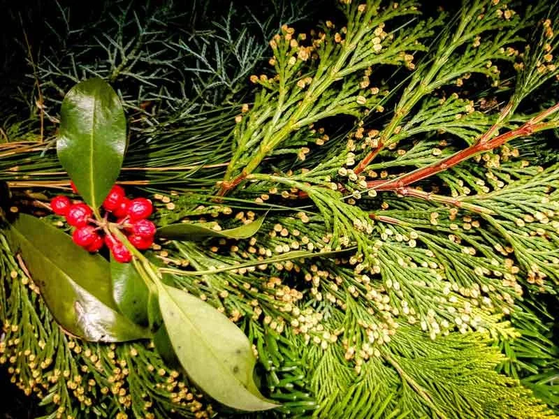 Holly and Mistletoe