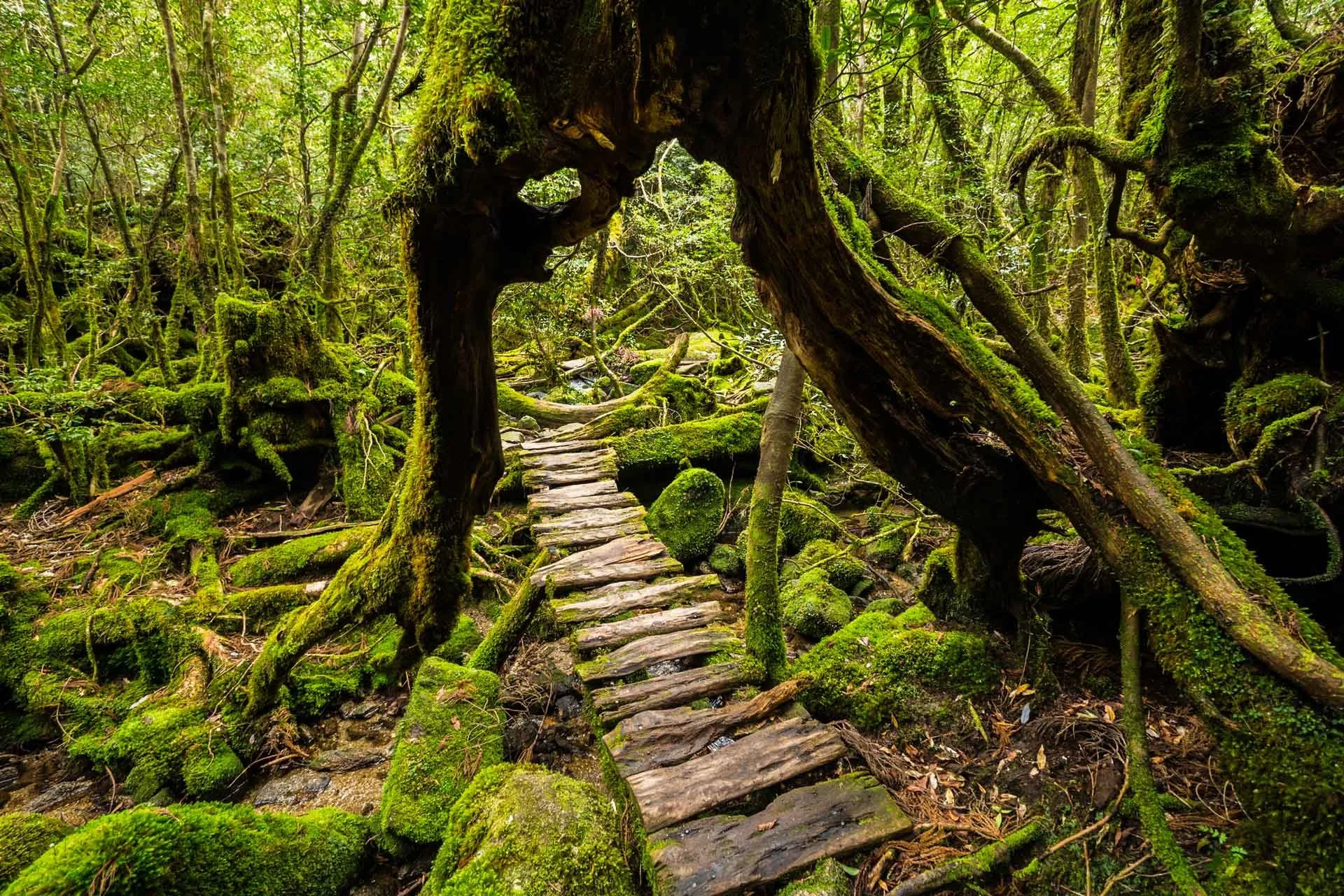 Twisted Roots in Yakushima National Forest