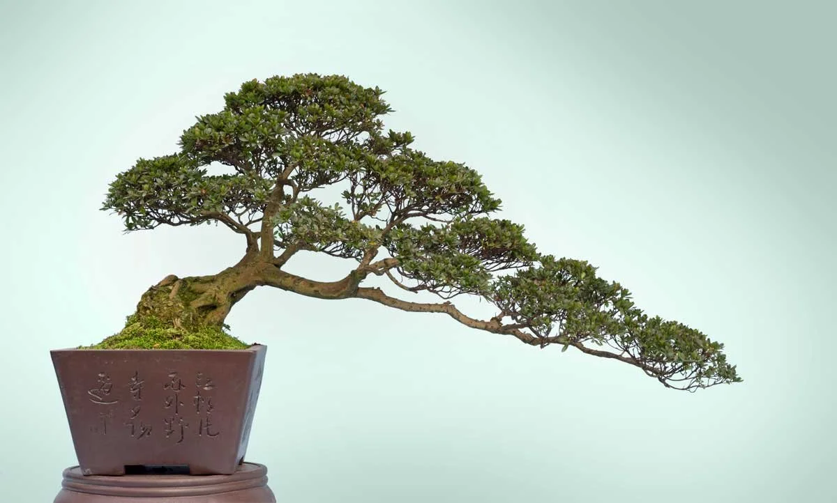 Bonsai Tree