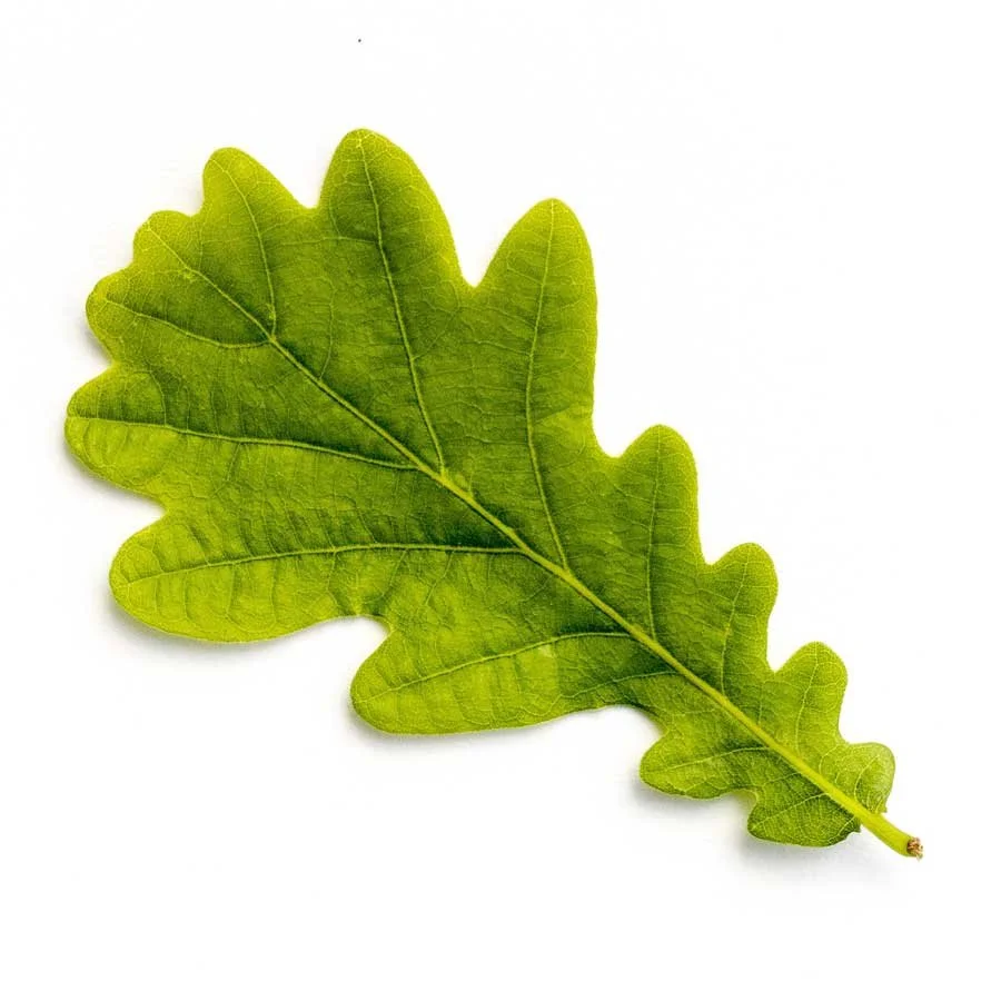 types-of-oak-tree-leaves