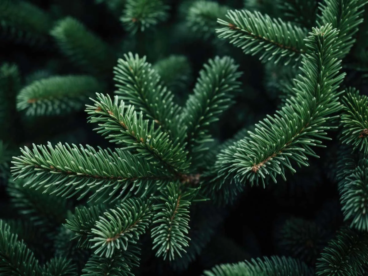 Pine Needles