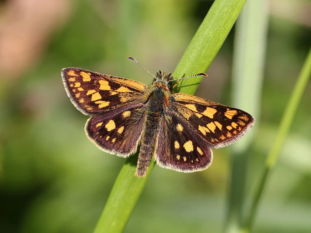 Chequered Skipper Butterfly