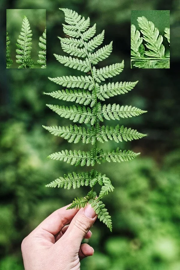fractal-patterns-nature-and-alpha-waves-an-darach-forest-therapy