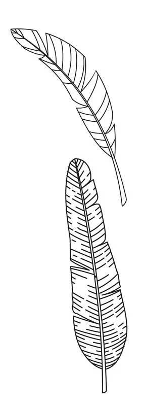 Pencil Drawing of Feathers