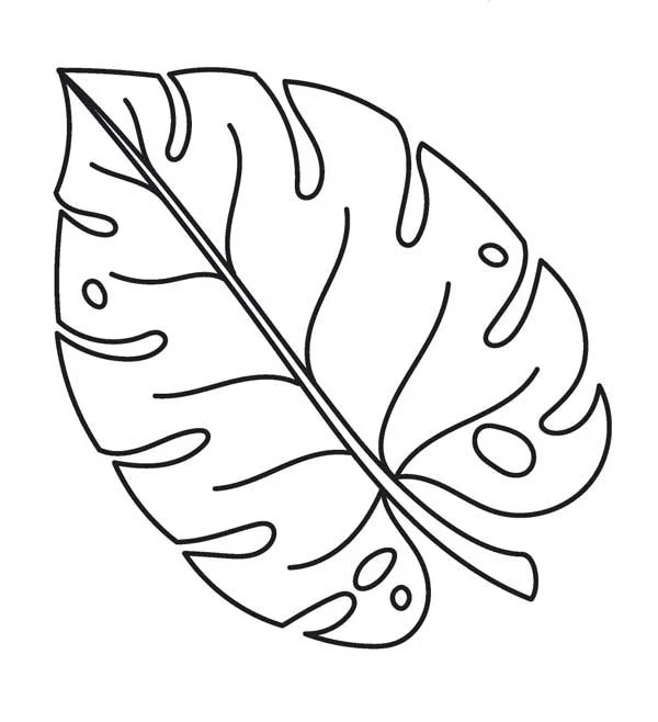 Pencil Drawing of a Leaf