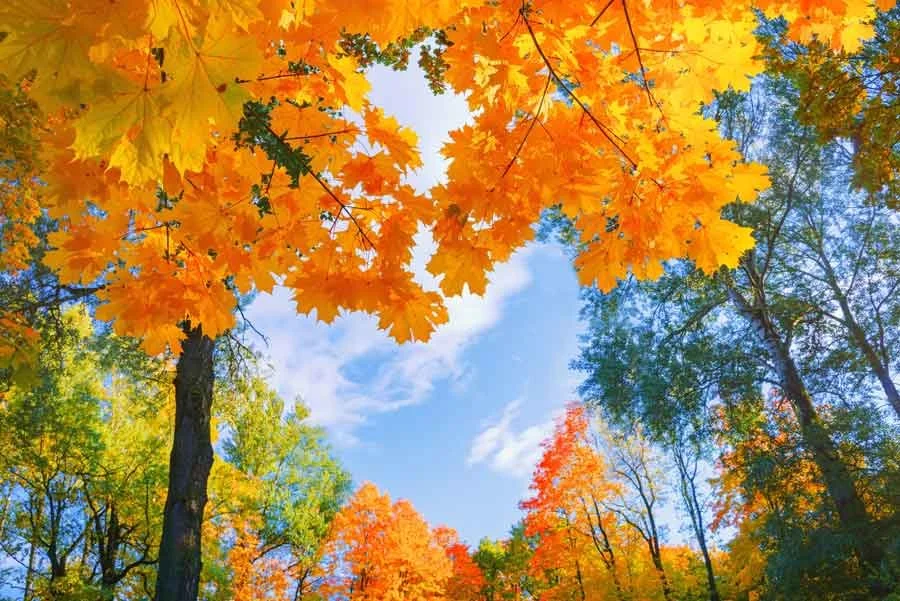 A heart shape gap in tree canopy