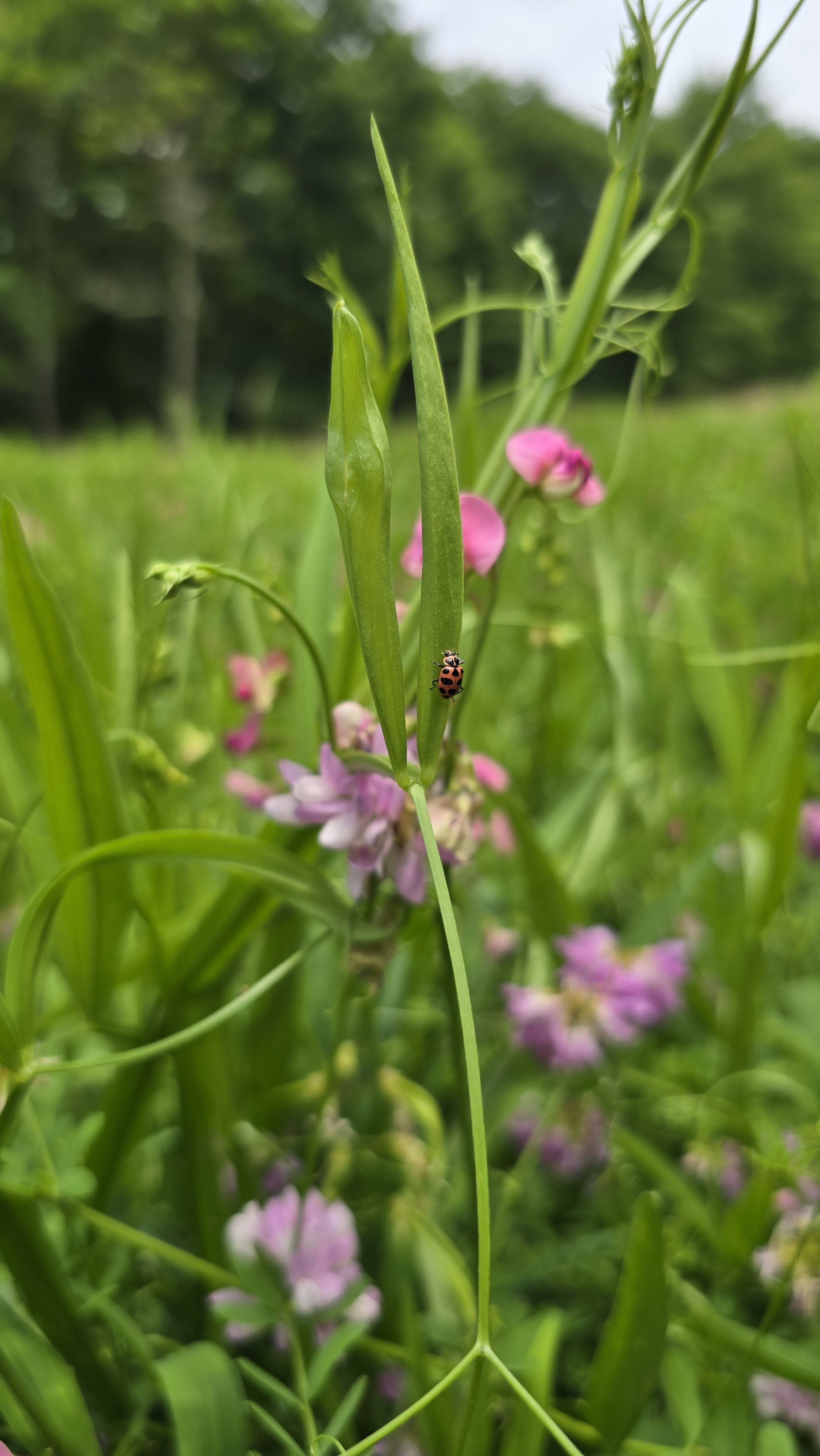 2024-07-04 13.04.32.jpg